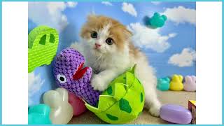 749432 スコティッシュフォールド - YouTube