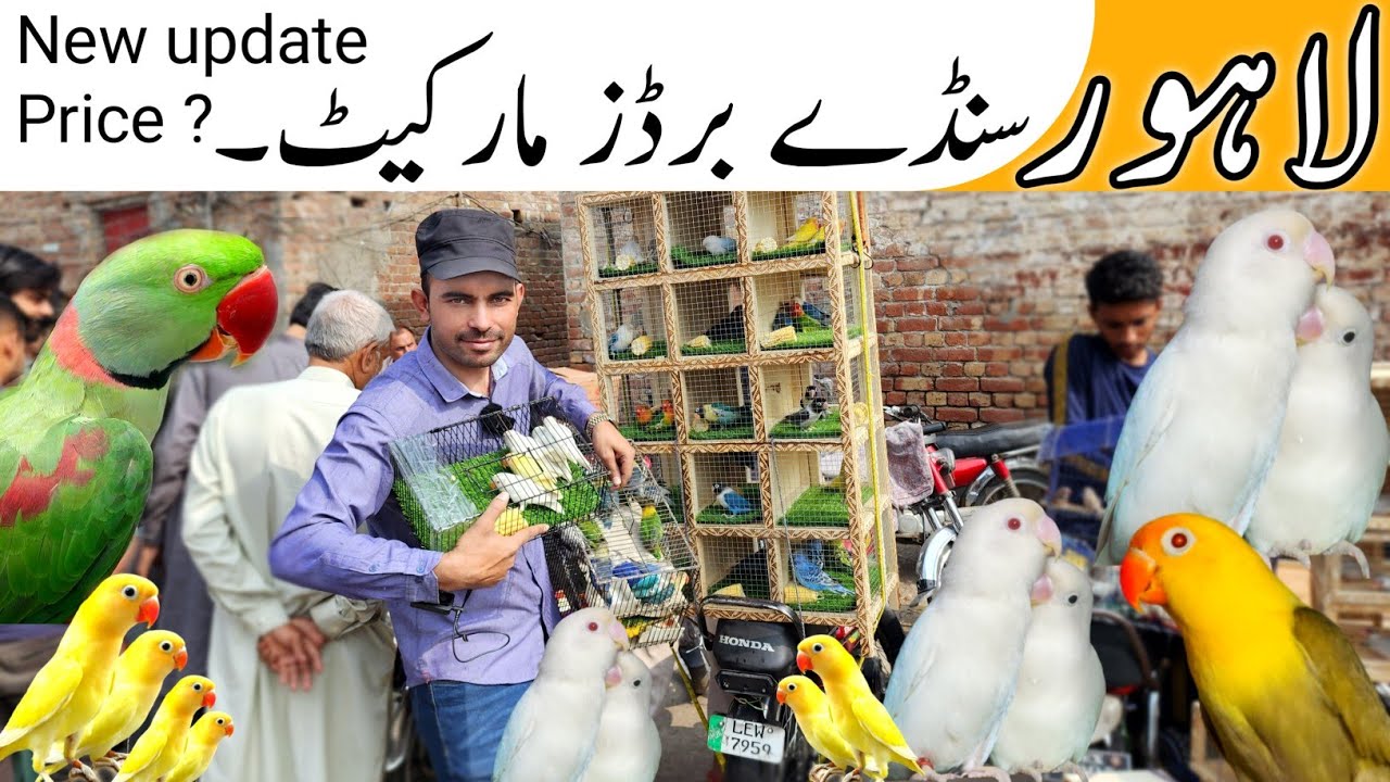 Lahore Sunday Birds Market New update price ??Ye Hoti Hai/ Lahori Deals