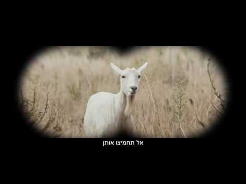 FENESTIL GEL 21" פניסטיל ג'ל