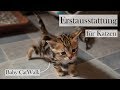 Erstausstattung für Katzen 🐱🏡 Checkliste und Tipps für die Grundausstattung | CatWalk & AmelyRose