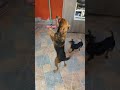 pinscher e pinscher misturado com vira lata juntas