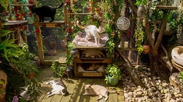 Video tour of my cats’ CATIO paradise!