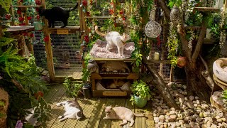 Video tour of my cat's CATIO paradise!