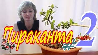 : /Pyracantha #2  2023