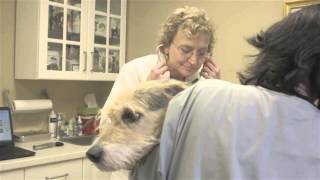 Brookline Animal Hospital - Short | Brookline, NH