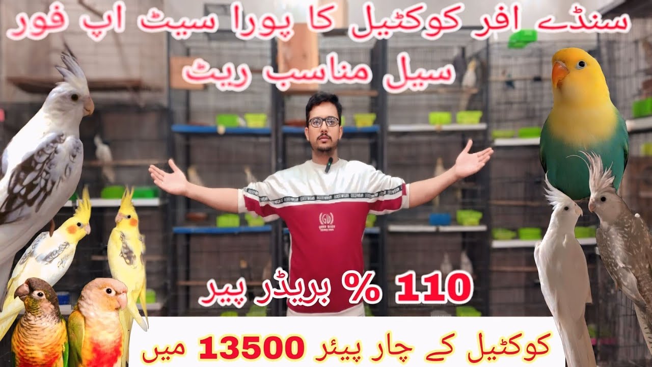 کوکٹیل کا بریڈر سیٹ اپ فور سیل 110 %  بریڈر پیئر چار پیر 13500 میں #birds @Pakistanlahorepets #🙂☝️