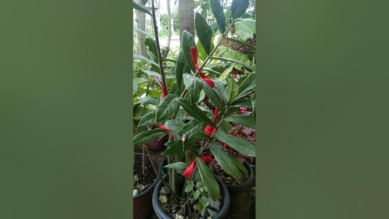 ZANZIBAR GEM // POISONOUS PLANTS. MASWERTE DAW ITO SA BAHAY. shorts bethvergara YouTube ZANZIBAR GEM // POISONOUS PLANTS. MASWERTE DAW ITO SA BAHAY. shorts bethvergara YouTube
