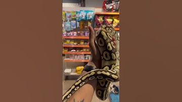 Mojave ball python🥰🔥 #ball #python #fully tamed #shorts #shortsviral #shortvideo