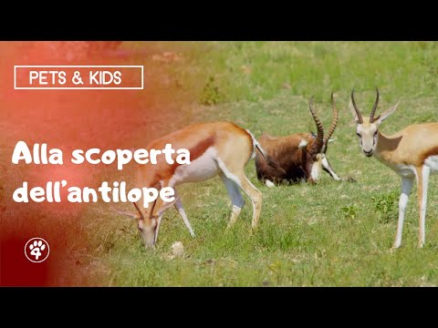 Video: Antilope Impala: caratteristiche dell'animale