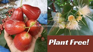 Big Size Bali Chamba Waterapple Plant - Get Yours Completely Free with a Minimum Purchase of ₹2000!