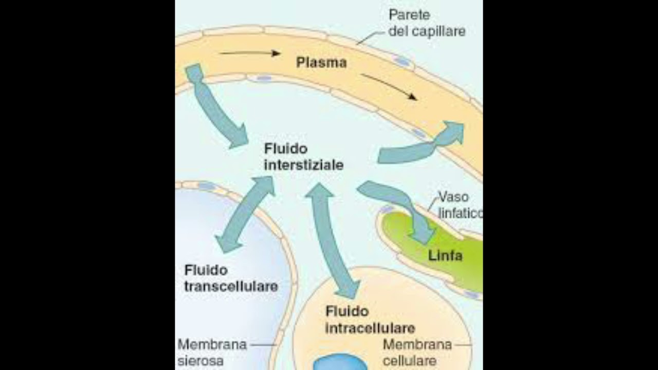 Lo scambio tra sangue e liquido interstiziale
