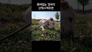 빡빡 밀었더니 이상해졌어요 #강아지 #puppy #반려견 #강아지브이로그