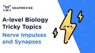 A-level Biology Tricky Topics: Nerve Impulses and Synapses
