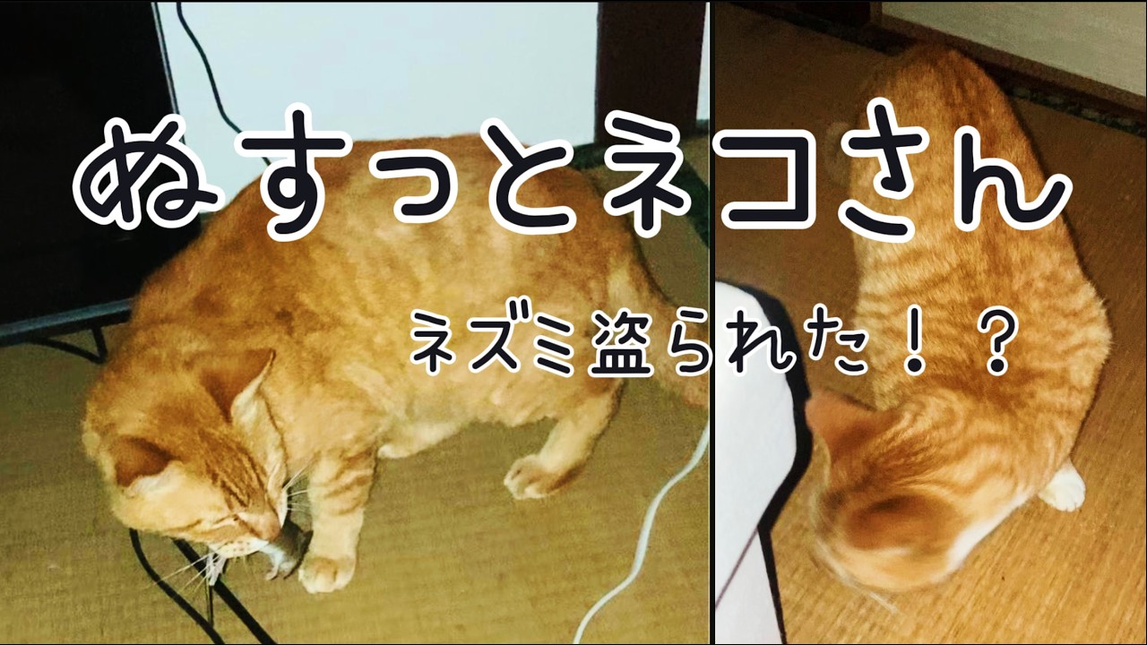 Sneaky Cat Steals the Mouse - YouTube