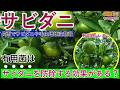 【９～１０月柑橘】レモン、みかん、柚子 サビダニ対策は秋が勝負月！剪定・微生物・施肥の三位一体で越冬を防除せよ｜有用菌栽培夏秋の管理体系講座