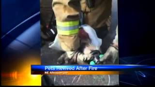 Firefighters revive unconscious dogs