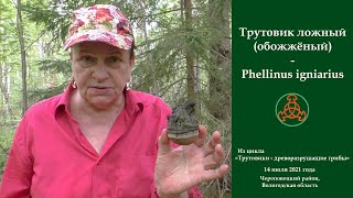 Трутовик ложный (Т.обожжённый)  - Phellinus igniarius. Гриб с большим потенциалом.