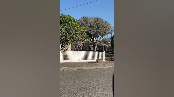 Fox trot