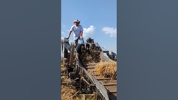Harvest Festival 2025 - Threshing #threshingmachine #vintagetractors #harvestfestival