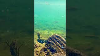 You Cant Imagine What I Found In The Shallows Of A River