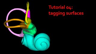 MorphoDig Tutorial 04: tagging surfaces.