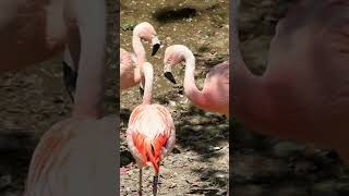 Os flamingos podem dormir em pé