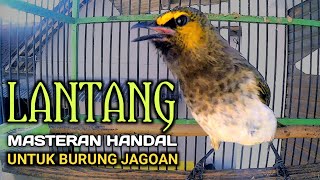 Rengganis gacor lantang, pancingan cucak wilis cepat gacor emosi bunyi