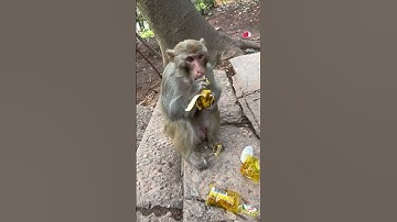 Funny monkey #109