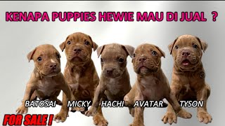 KENAPA PUPPIES HEWIE DI JUAL ?  #HEWIE PITBULL