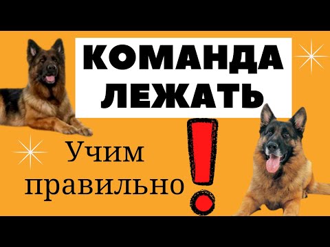 Команда Лежать! Как