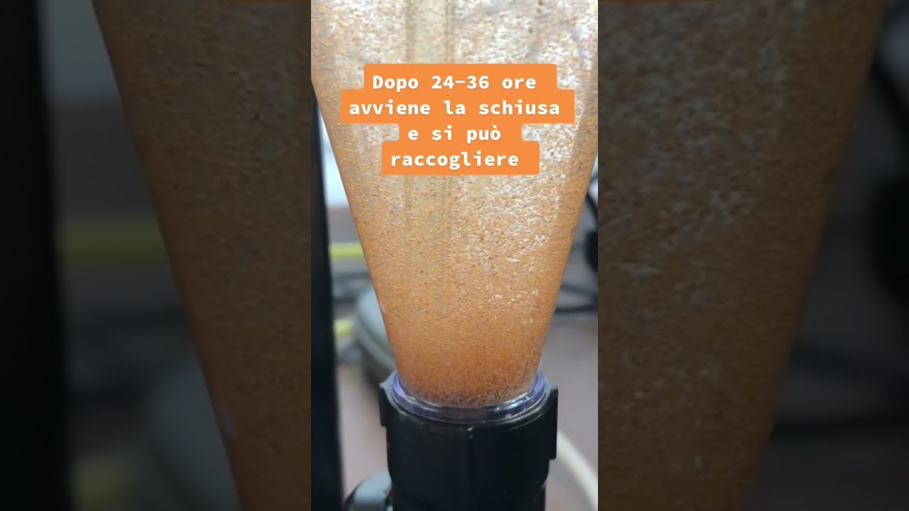 Artemia: Come schiudere