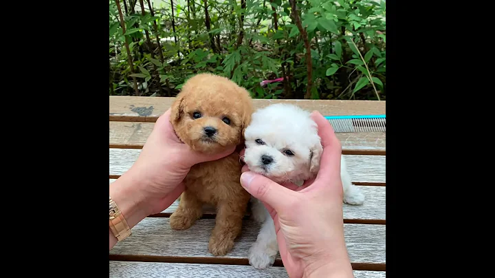 Teddybear🐻?! Amazing Toy Poodle l Korea teacup puppies - DayDayNews