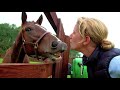 Breaking in Yearlings | The 10-week Journey