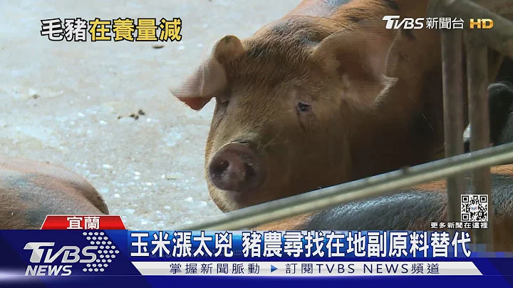 養豬場難撐! 飼料價格漲太兇 小型養豬戶只能黯然退場｜十點不一樣20220725 - 天天要聞