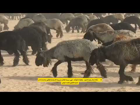 من أفضل سلالة أغنام عند البدو الغنم العرب