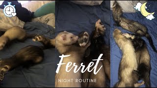 Night Routine with My Ferrets