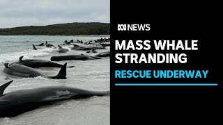 Australia whales: 90 dead in mass stranding off Tasmania - BBC News