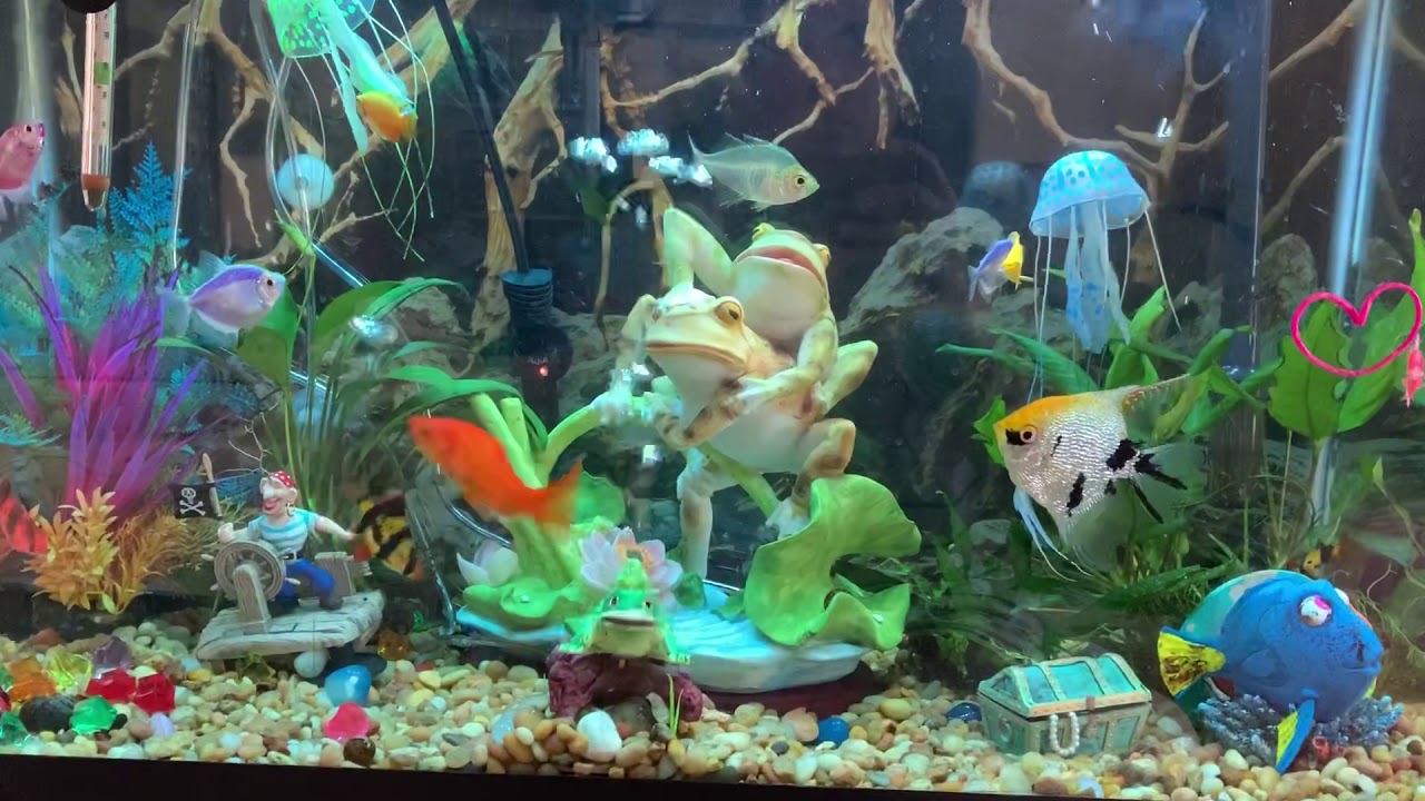 Aquarium new decorations, new bubble action YouTube