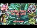 CALATHEA PLANTS|Names and varieties!