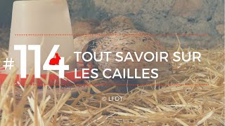 TOUT SAVOIR SUR LES CAILLES │LFDT #114