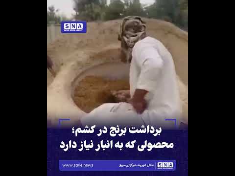 برداشت برنج در کشم؛ محصولی که به انبار نیاز دارد