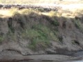 Large Wildebeest Crossing near the Mara Bridge,Kenya  August 2012