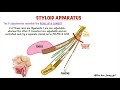 STYLOID APPARATUS | EAGLE'S SYNDROME