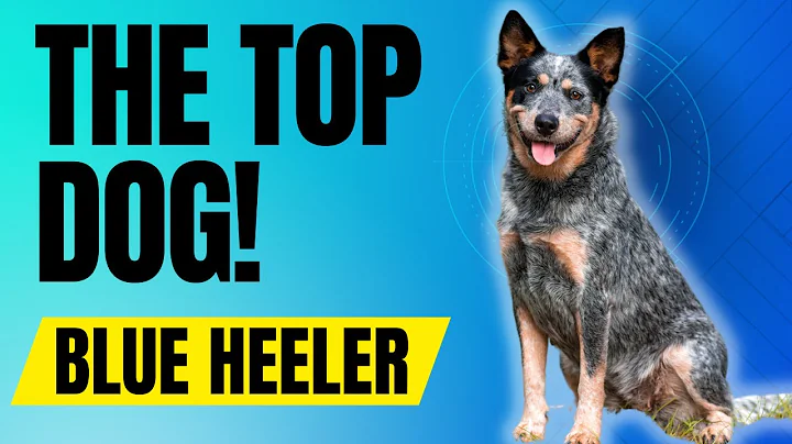 7 Reasons Why The Blue Heeler is the TOP DOG