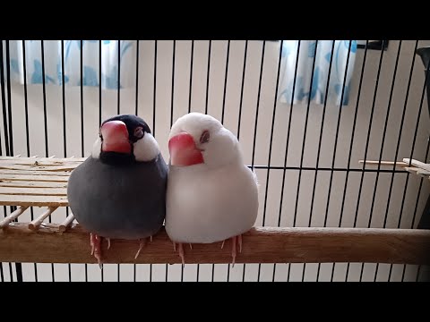Your my honey bunny sugar | it's time too Sleep #javafinch #cute #love #funny