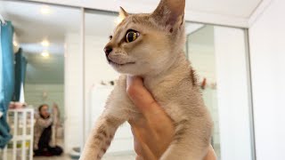 A wonderful kitten has arrived, the future groom of  sand cats Glasha and Margo