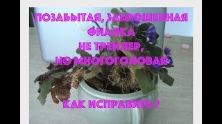 Фиалки. Позабытая, заброшенная фиалка. Не трейлер, но многоголовая фиалка - как исправить? Фиалки. Позабытая, заброшенная фиалка. Не трейлер, но многоголовая фиалка - как исправить?