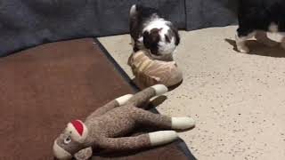 Ruby’s Rubies  Selection Video 5 weeks