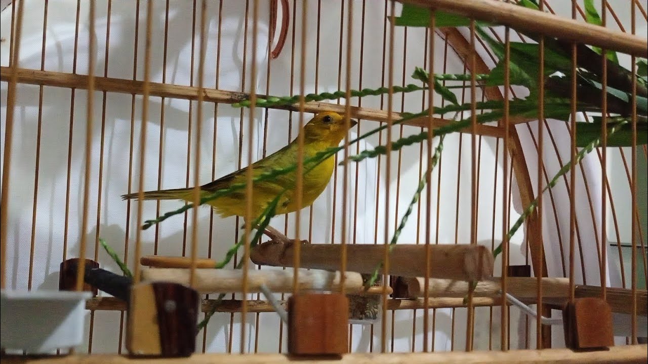 Tratando do nosso canário da terra tesouro do pai com marmelo e mistura de sementes nova