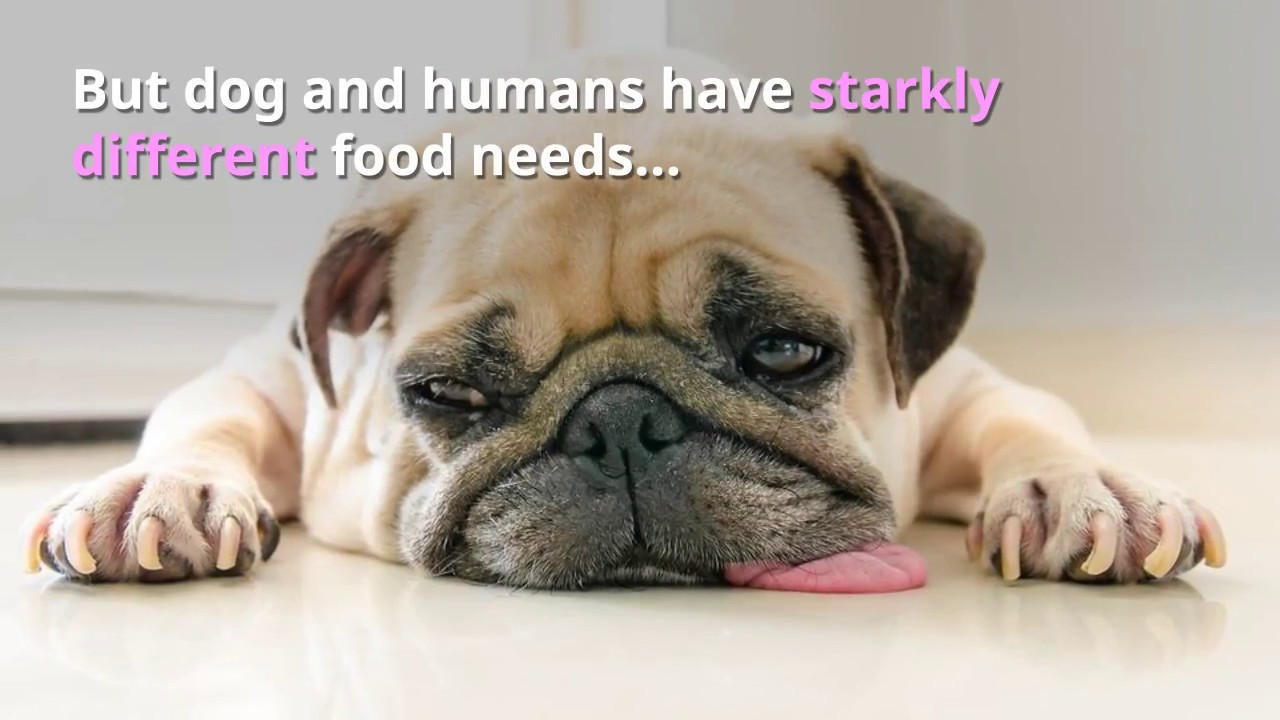 The Truth About Dog Food YouTube